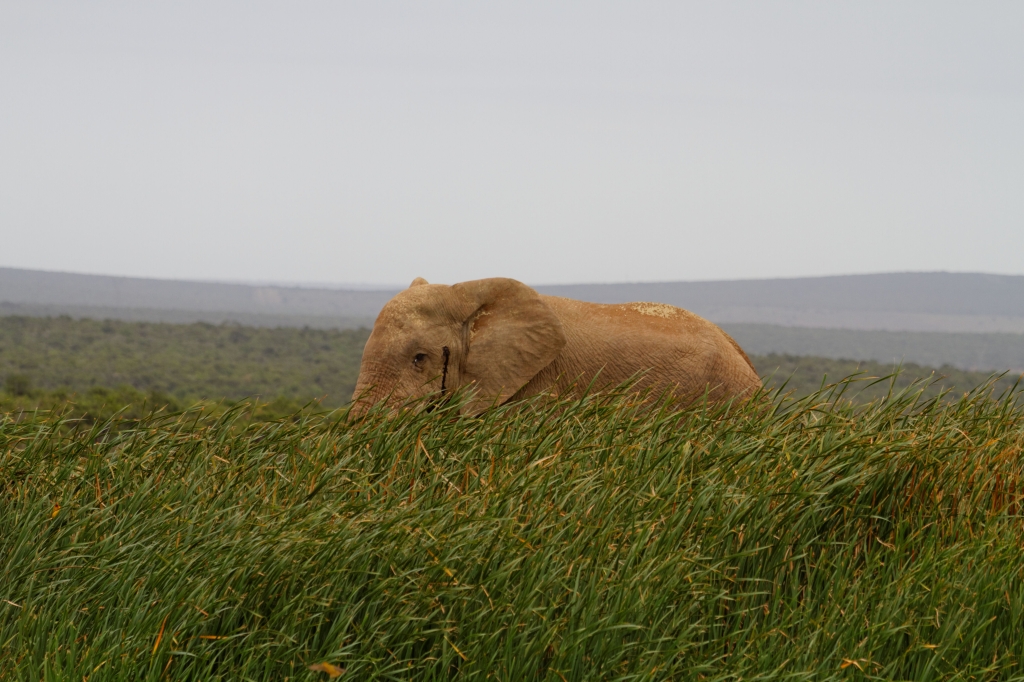 06 - Addo Elephant NP (13).jpg